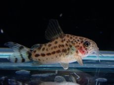 画像1: 【淡水魚】【通販】レア種 コリドラス クナーキィ【１匹 サンプル画像】(±3cm)(コリドラス)(生体)(熱帯魚)NKCR (1)