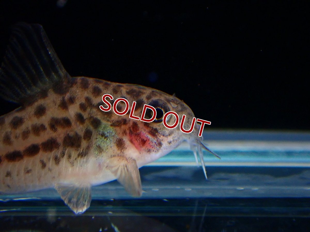 画像2: 【淡水魚】【通販】レア種 コリドラス クナーキィ【１匹 サンプル画像】(±3cm)(コリドラス)(生体)(熱帯魚)NKCR (2)