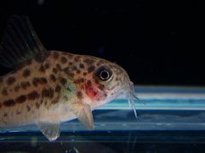 画像2: 【淡水魚】【通販】レア種 コリドラス クナーキィ【１匹 サンプル画像】(±3cm)(コリドラス)(生体)(熱帯魚)NKCR (2)