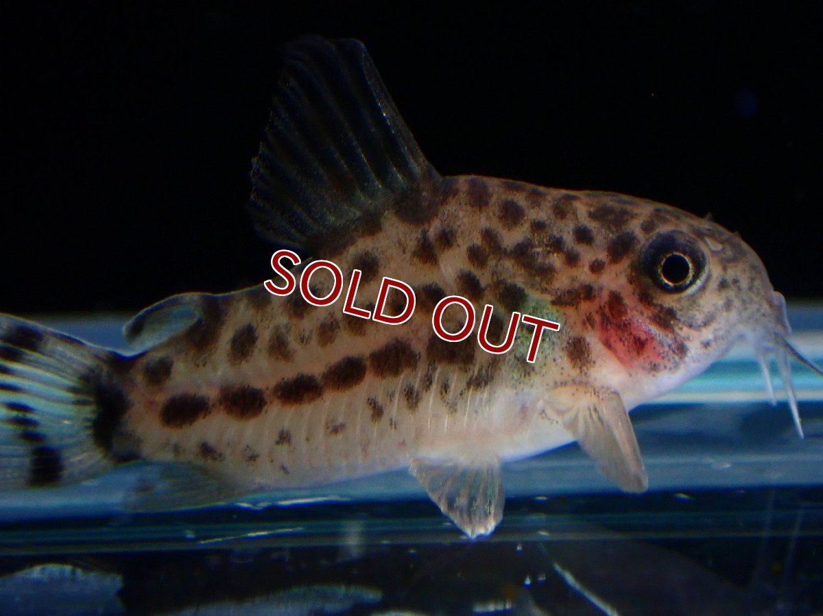 画像3: 【淡水魚】【通販】レア種 コリドラス クナーキィ【１匹 サンプル画像】(±3cm)(コリドラス)(生体)(熱帯魚)NKCR (3)