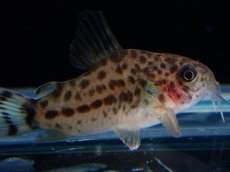 画像3: 【淡水魚】【通販】レア種 コリドラス クナーキィ【１匹 サンプル画像】(±3cm)(コリドラス)(生体)(熱帯魚)NKCR (3)