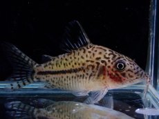 画像1: 【淡水魚】【通販】コリドラス レオパルダス【１匹 サンプル画像】(±5.5cm)(コリドラス)(生体)(熱帯魚)NKCR (1)