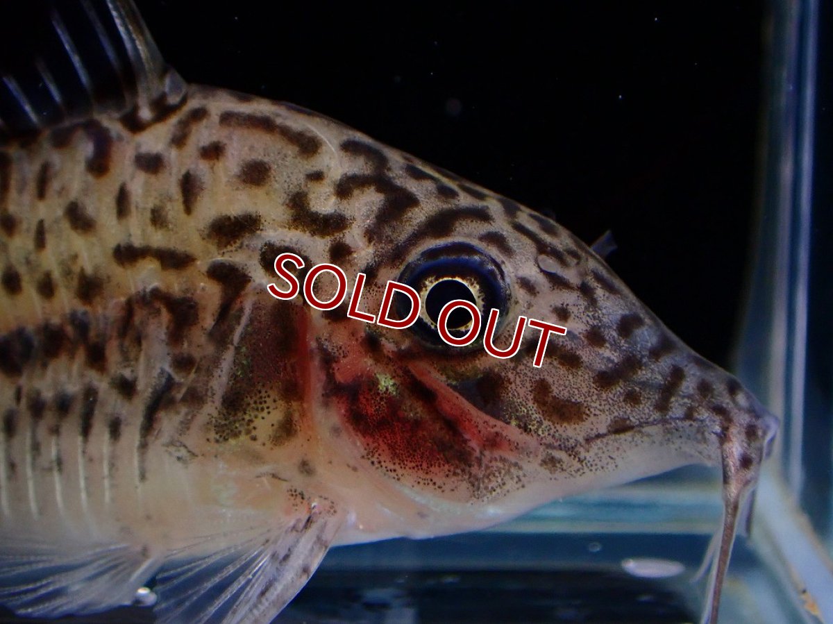 画像2: 【淡水魚】【通販】コリドラス レオパルダス【１匹 サンプル画像】(±5.5cm)(コリドラス)(生体)(熱帯魚)NKCR (2)