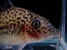 画像2: 【淡水魚】【通販】コリドラス レオパルダス【１匹 サンプル画像】(±5.5cm)(コリドラス)(生体)(熱帯魚)NKCR (2)