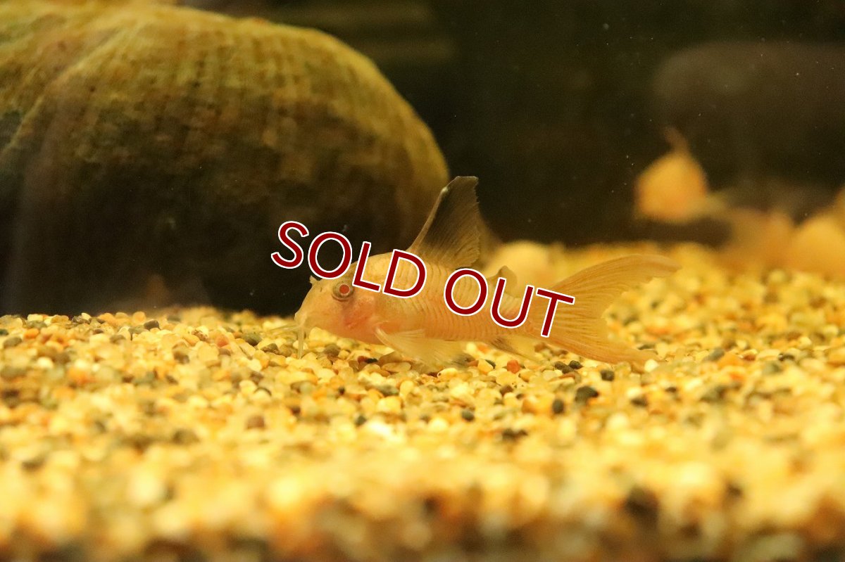 画像1: 【淡水魚】【通販】珍種 ロングフィン コリドラス スケルトンパンダ(ブドウ目)【１匹 サンプル画像】(コリドラス)(生体)(熱帯魚)NKCR (1)
