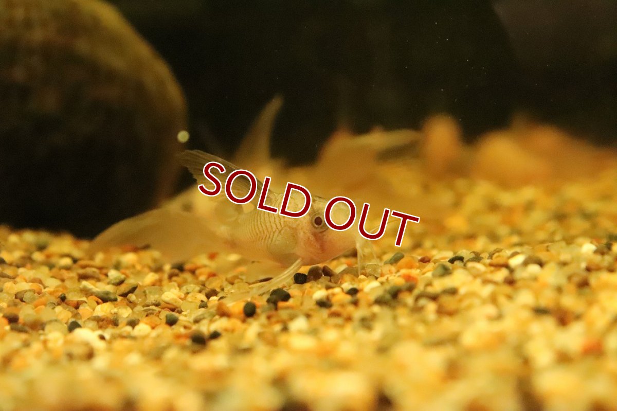 画像2: 【淡水魚】【通販】珍種 ロングフィン コリドラス スケルトンパンダ(ブドウ目)【１匹 サンプル画像】(コリドラス)(生体)(熱帯魚)NKCR (2)