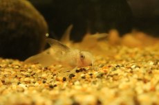 画像2: 【淡水魚】【通販】珍種 ロングフィン コリドラス スケルトンパンダ(ブドウ目)【１匹 サンプル画像】(コリドラス)(生体)(熱帯魚)NKCR (2)