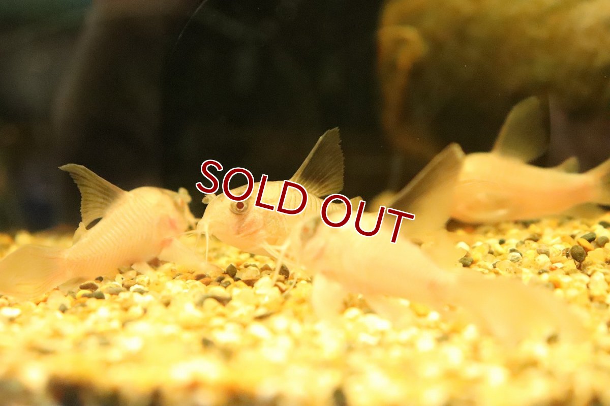 画像3: 【淡水魚】【通販】珍種 ロングフィン コリドラス スケルトンパンダ(ブドウ目)【１匹 サンプル画像】(コリドラス)(生体)(熱帯魚)NKCR (3)