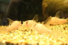 画像3: 【淡水魚】【通販】珍種 ロングフィン コリドラス スケルトンパンダ(ブドウ目)【１匹 サンプル画像】(コリドラス)(生体)(熱帯魚)NKCR (3)