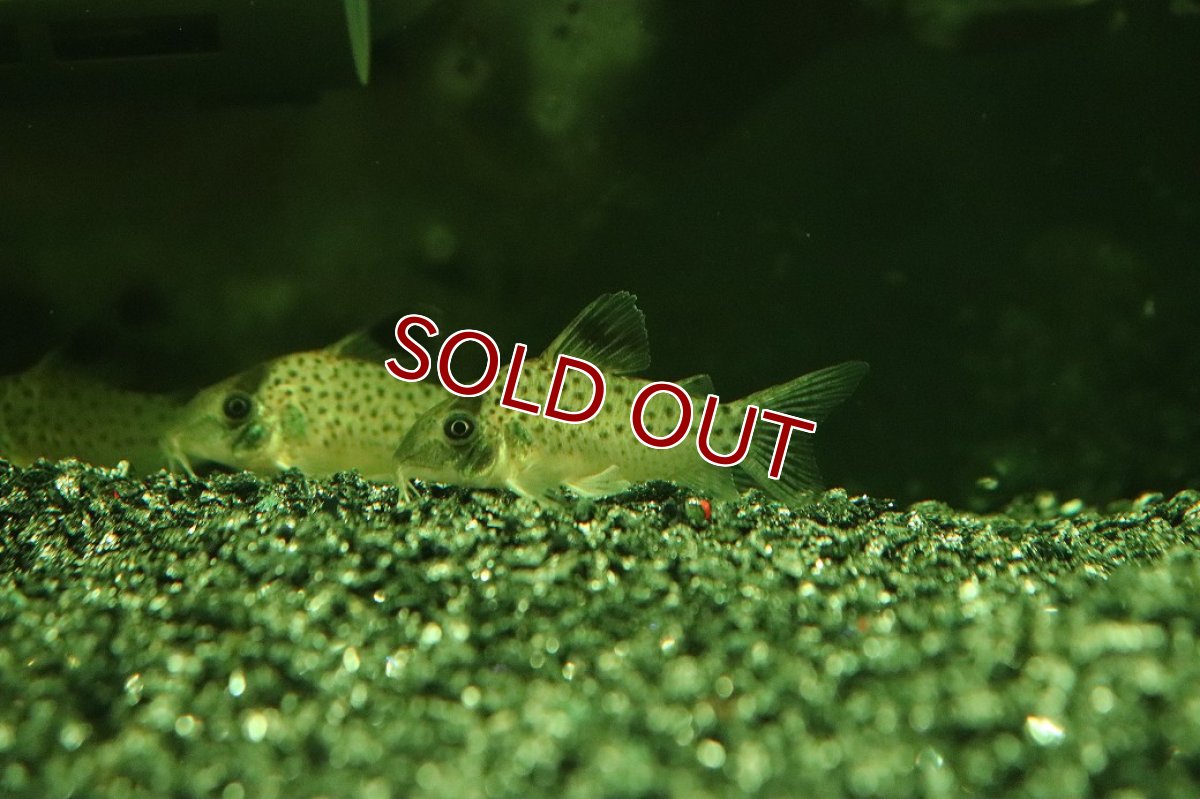 画像1: 【30%OFF対象商品30周年セール 淡水魚】【淡水魚】【通販】レア種 コリドラス sp ランベルティ ペルー産 ワイルド【1匹 サンプル画像】(±4cm)コリドラス(生体)(熱帯魚)NK (1)