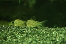 画像1: 【淡水魚】【通販】レア種 コリドラス sp ランベルティ ペルー産 ワイルド【1匹 サンプル画像】(±4cm)コリドラス(生体)(熱帯魚)NK (1)
