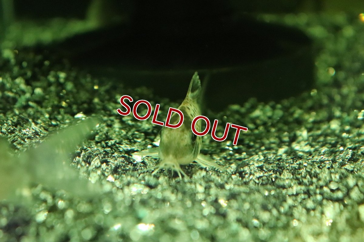 画像2: 【30%OFF対象商品30周年セール 淡水魚】【淡水魚】【通販】レア種 コリドラス sp ランベルティ ペルー産 ワイルド【1匹 サンプル画像】(±4cm)コリドラス(生体)(熱帯魚)NK (2)