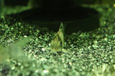 画像2: 【淡水魚】【通販】レア種 コリドラス sp ランベルティ ペルー産 ワイルド【1匹 サンプル画像】(±4cm)コリドラス(生体)(熱帯魚)NK (2)