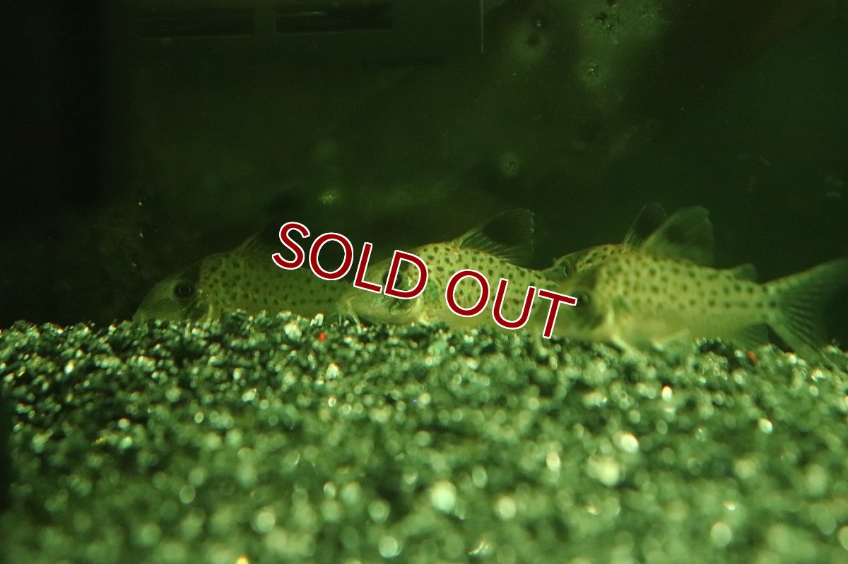 画像3: 【30%OFF対象商品30周年セール 淡水魚】【淡水魚】【通販】レア種 コリドラス sp ランベルティ ペルー産 ワイルド【1匹 サンプル画像】(±4cm)コリドラス(生体)(熱帯魚)NK (3)