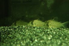 画像3: 【淡水魚】【通販】レア種 コリドラス sp ランベルティ ペルー産 ワイルド【1匹 サンプル画像】(±4cm)コリドラス(生体)(熱帯魚)NK (3)