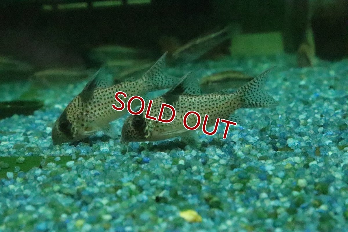 画像1: 【淡水魚】【通販】コリドラス sp アムバー CW001【１匹 サンプル画像】(±4-5cm)(コリドラス)(生体)(熱帯魚)NKCR (1)