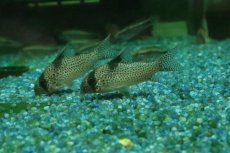 画像1: 【淡水魚】【通販】コリドラス sp アムバー CW001【１匹 サンプル画像】(±4-5cm)(コリドラス)(生体)(熱帯魚)NKCR (1)