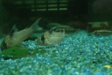 画像2: 【淡水魚】【通販】コリドラス sp アムバー CW001【１匹 サンプル画像】(±4-5cm)(コリドラス)(生体)(熱帯魚)NKCR (2)