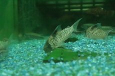 画像3: 【淡水魚】【通販】コリドラス sp アムバー CW001【１匹 サンプル画像】(±4-5cm)(コリドラス)(生体)(熱帯魚)NKCR (3)