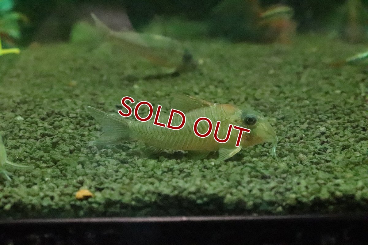 画像1: 【淡水魚】【通販】コリドラス CW164【１匹 サンプル画像】(±4-5cm)(コリドラス)(生体)(熱帯魚)NKCR (1)