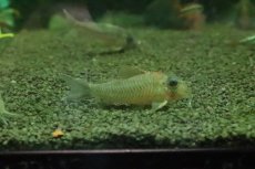 画像1: 【淡水魚】【通販】コリドラス CW164【１匹 サンプル画像】(±4-5cm)(コリドラス)(生体)(熱帯魚)NKCR (1)