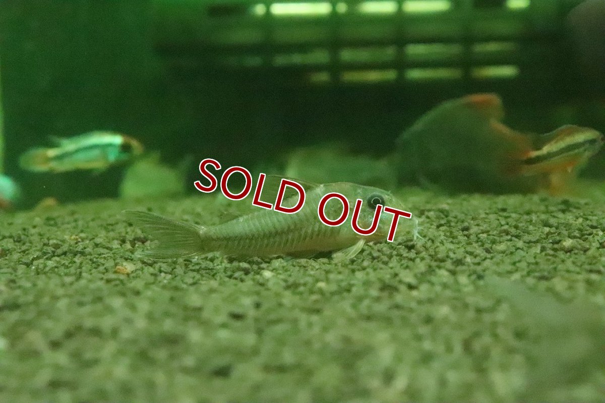 画像2: 【淡水魚】【通販】コリドラス CW164【１匹 サンプル画像】(±4-5cm)(コリドラス)(生体)(熱帯魚)NKCR (2)