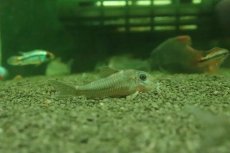 画像2: 【淡水魚】【通販】コリドラス CW164【１匹 サンプル画像】(±4-5cm)(コリドラス)(生体)(熱帯魚)NKCR (2)