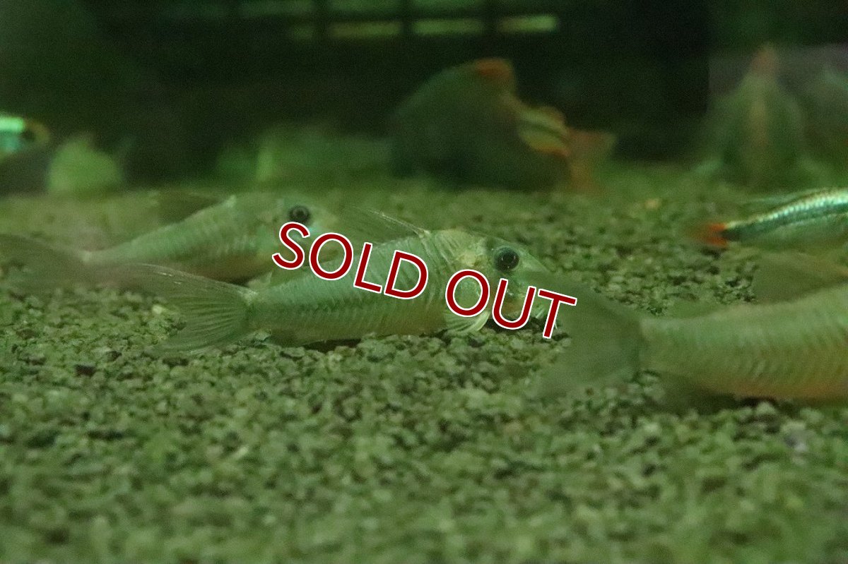 画像3: 【淡水魚】【通販】コリドラス CW164【１匹 サンプル画像】(±4-5cm)(コリドラス)(生体)(熱帯魚)NKCR (3)