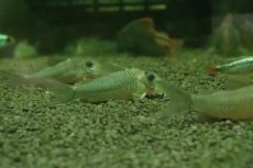 画像3: 【淡水魚】【通販】コリドラス CW164【１匹 サンプル画像】(±4-5cm)(コリドラス)(生体)(熱帯魚)NKCR (3)