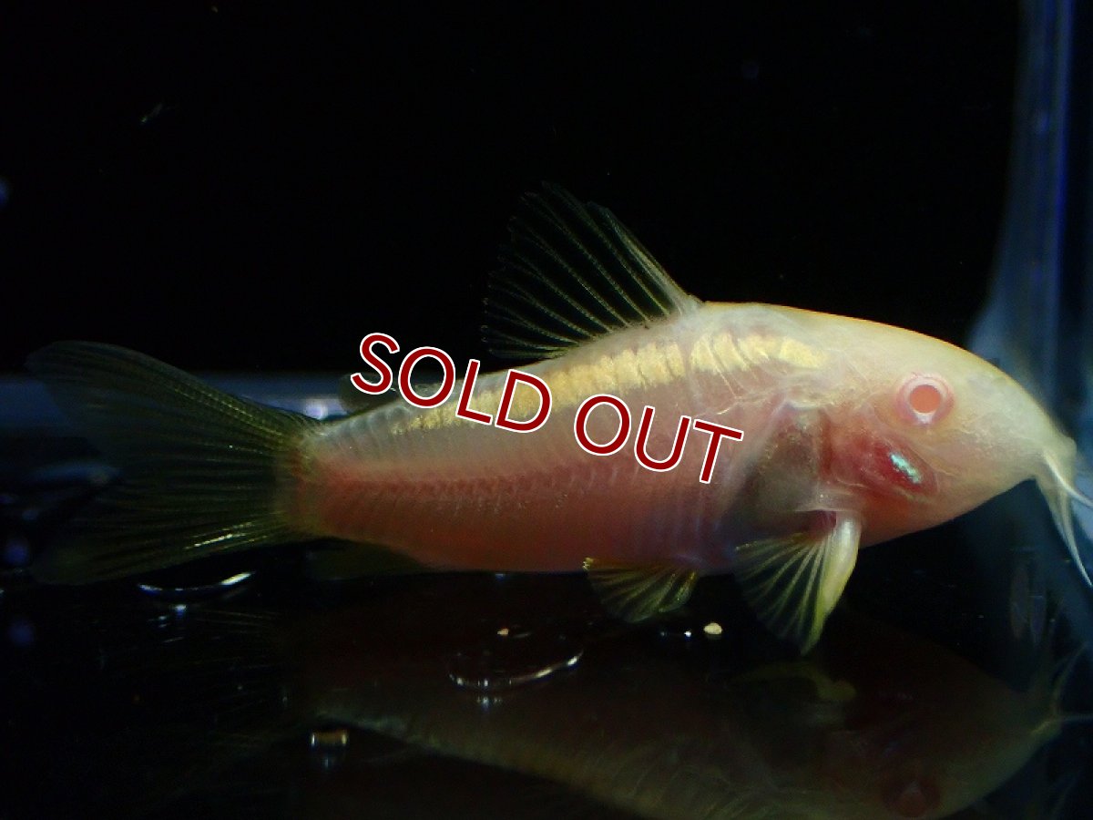 画像1: 【淡水魚】【通販】コリドラス アルビノ イルミネータス ゴールド【１匹 サンプル画像】(±4cm)(コリドラス)(生体)(熱帯魚)NKCR (1)