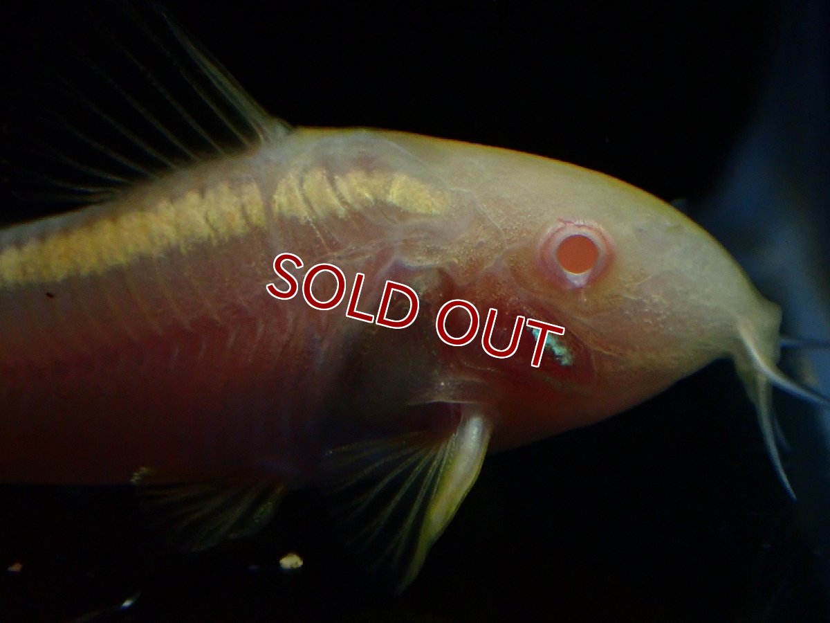 画像2: 【淡水魚】【通販】コリドラス アルビノ イルミネータス ゴールド【１匹 サンプル画像】(±4cm)(コリドラス)(生体)(熱帯魚)NKCR (2)