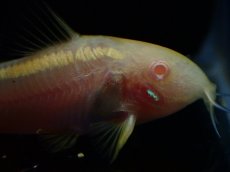 画像2: 【淡水魚】【通販】コリドラス アルビノ イルミネータス ゴールド【１匹 サンプル画像】(±4cm)(コリドラス)(生体)(熱帯魚)NKCR (2)