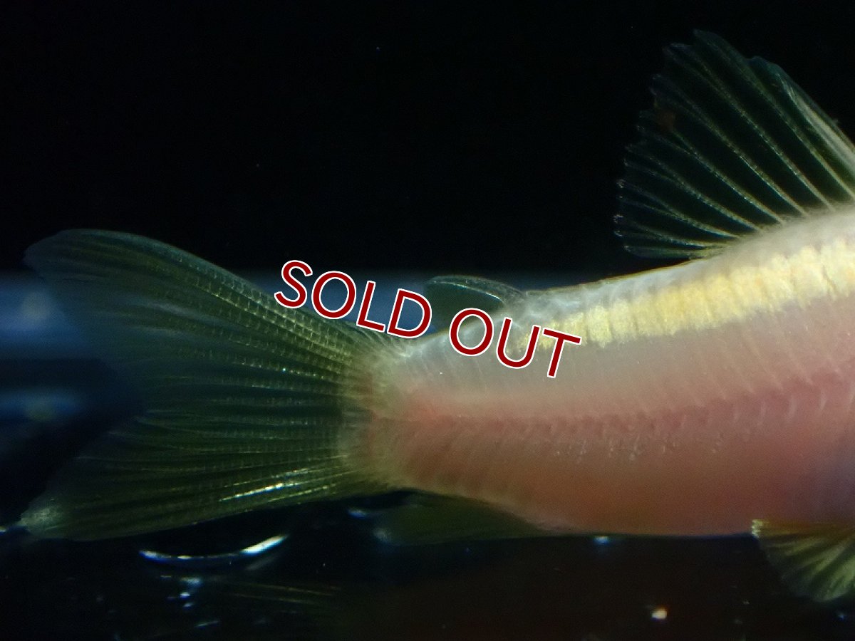 画像3: 【淡水魚】【通販】コリドラス アルビノ イルミネータス ゴールド【１匹 サンプル画像】(±4cm)(コリドラス)(生体)(熱帯魚)NKCR (3)