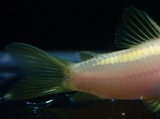 画像3: 【淡水魚】【通販】コリドラス アルビノ イルミネータス ゴールド【１匹 サンプル画像】(±4cm)(コリドラス)(生体)(熱帯魚)NKCR (3)
