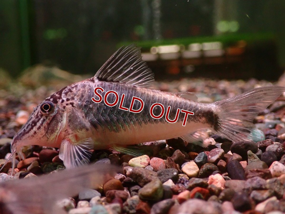 画像1: 【ウィンターセール 10％OFF対象商品】【淡水魚】【通販】コリドラス セミアキルス ワイルド【１匹 サンプル画像】(±7cm)(コリドラス)(生体)(熱帯魚)NKCR (1)