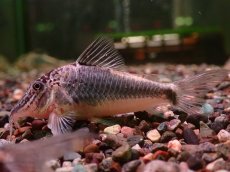 画像1: 【淡水魚】【通販】コリドラス セミアキルス ワイルド【１匹 サンプル画像】(±7cm)(コリドラス)(生体)(熱帯魚)NKCR (1)