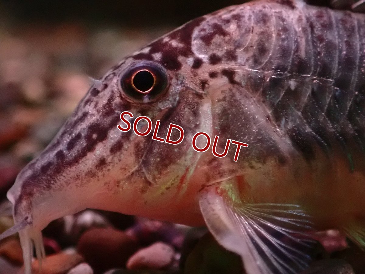 画像2: 【ウィンターセール 10％OFF対象商品】【淡水魚】【通販】コリドラス セミアキルス ワイルド【１匹 サンプル画像】(±7cm)(コリドラス)(生体)(熱帯魚)NKCR (2)