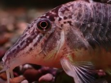 画像2: 【淡水魚】【通販】コリドラス セミアキルス ワイルド【１匹 サンプル画像】(±7cm)(コリドラス)(生体)(熱帯魚)NKCR (2)