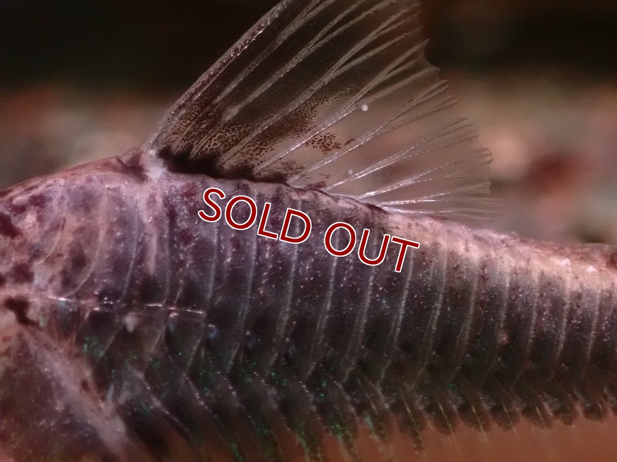 画像3: 【ウィンターセール 10％OFF対象商品】【淡水魚】【通販】コリドラス セミアキルス ワイルド【１匹 サンプル画像】(±7cm)(コリドラス)(生体)(熱帯魚)NKCR (3)