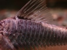 画像3: 【淡水魚】【通販】コリドラス セミアキルス ワイルド【１匹 サンプル画像】(±7cm)(コリドラス)(生体)(熱帯魚)NKCR (3)