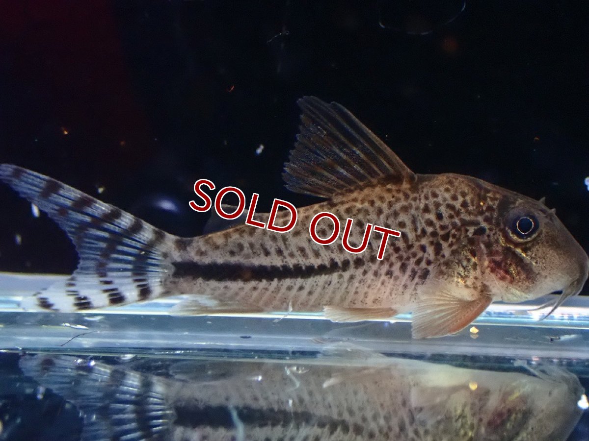 画像1: 【30%OFF対象商品30周年セール 淡水魚】【淡水魚】【通販】コリドラス sp サザンクロス【１匹 サンプル画像】(±4cm)(コリドラス)(生体)(熱帯魚)NKCR (1)