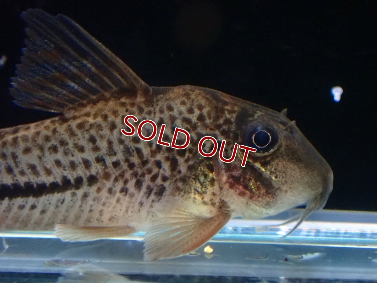 画像2: 【30%OFF対象商品30周年セール 淡水魚】【淡水魚】【通販】コリドラス sp サザンクロス【１匹 サンプル画像】(±4cm)(コリドラス)(生体)(熱帯魚)NKCR (2)