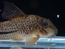 画像2: 【淡水魚】【通販】コリドラス sp サザンクロス【１匹 サンプル画像】(±4cm)(コリドラス)(生体)(熱帯魚)NKCR (2)