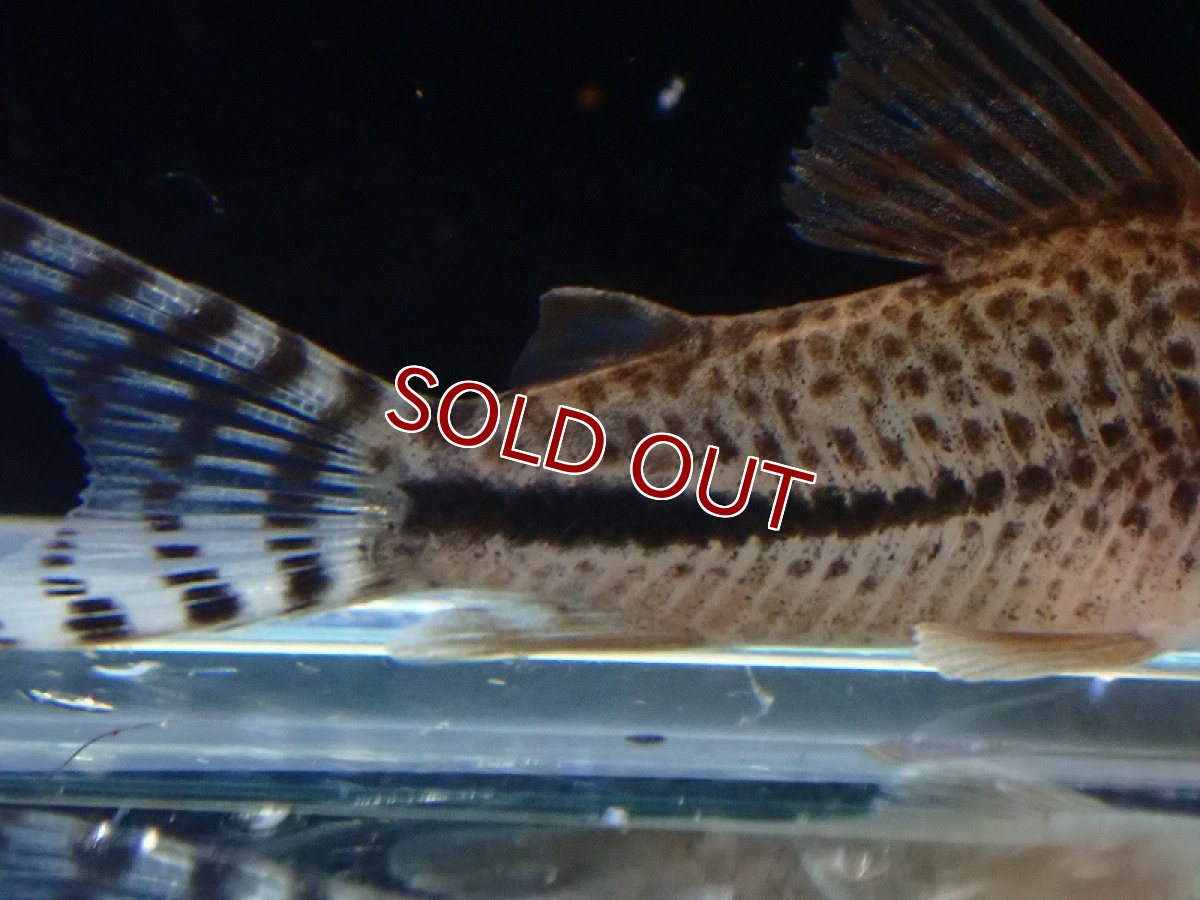 画像3: 【30%OFF対象商品30周年セール 淡水魚】【淡水魚】【通販】コリドラス sp サザンクロス【１匹 サンプル画像】(±4cm)(コリドラス)(生体)(熱帯魚)NKCR (3)