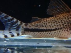 画像3: 【淡水魚】【通販】コリドラス sp サザンクロス【１匹 サンプル画像】(±4cm)(コリドラス)(生体)(熱帯魚)NKCR (3)