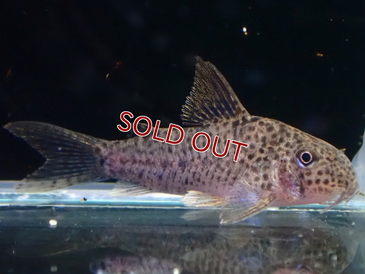 画像1: 【淡水魚】【通販】コリドラス CW133【１匹 サンプル画像】(±3cm)(コリドラス)(生体)(熱帯魚)NKCR (1)