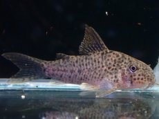 画像1: 【淡水魚】【通販】コリドラス CW133【１匹 サンプル画像】(±3cm)(コリドラス)(生体)(熱帯魚)NKCR (1)