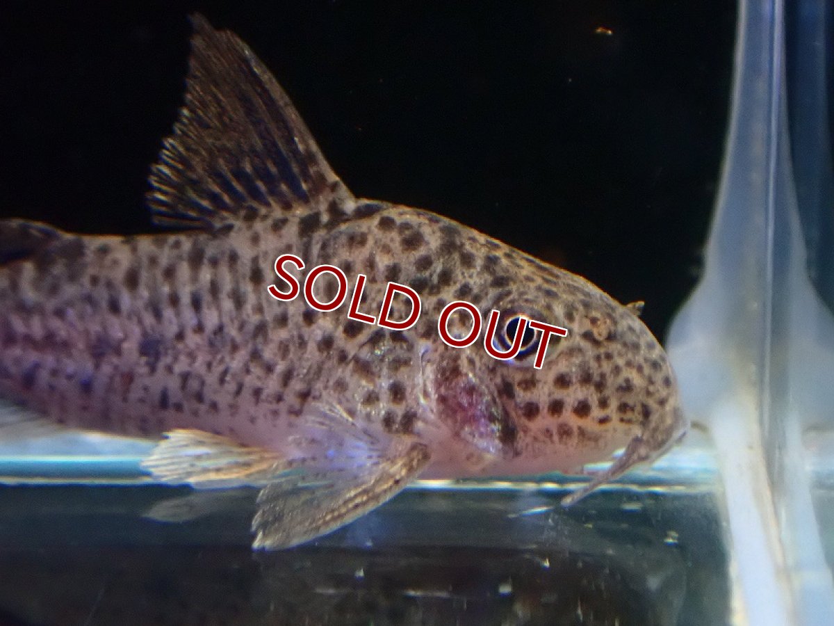 画像2: 【淡水魚】【通販】コリドラス CW133【１匹 サンプル画像】(±3cm)(コリドラス)(生体)(熱帯魚)NKCR (2)