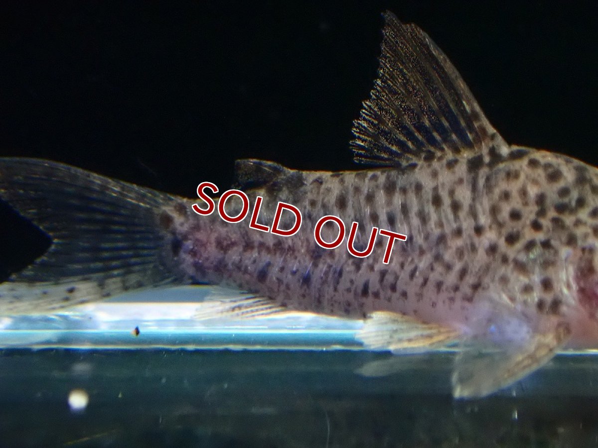 画像3: 【淡水魚】【通販】コリドラス CW133【１匹 サンプル画像】(±3cm)(コリドラス)(生体)(熱帯魚)NKCR (3)