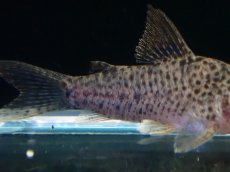 画像3: 【淡水魚】【通販】コリドラス CW133【１匹 サンプル画像】(±3cm)(コリドラス)(生体)(熱帯魚)NKCR (3)